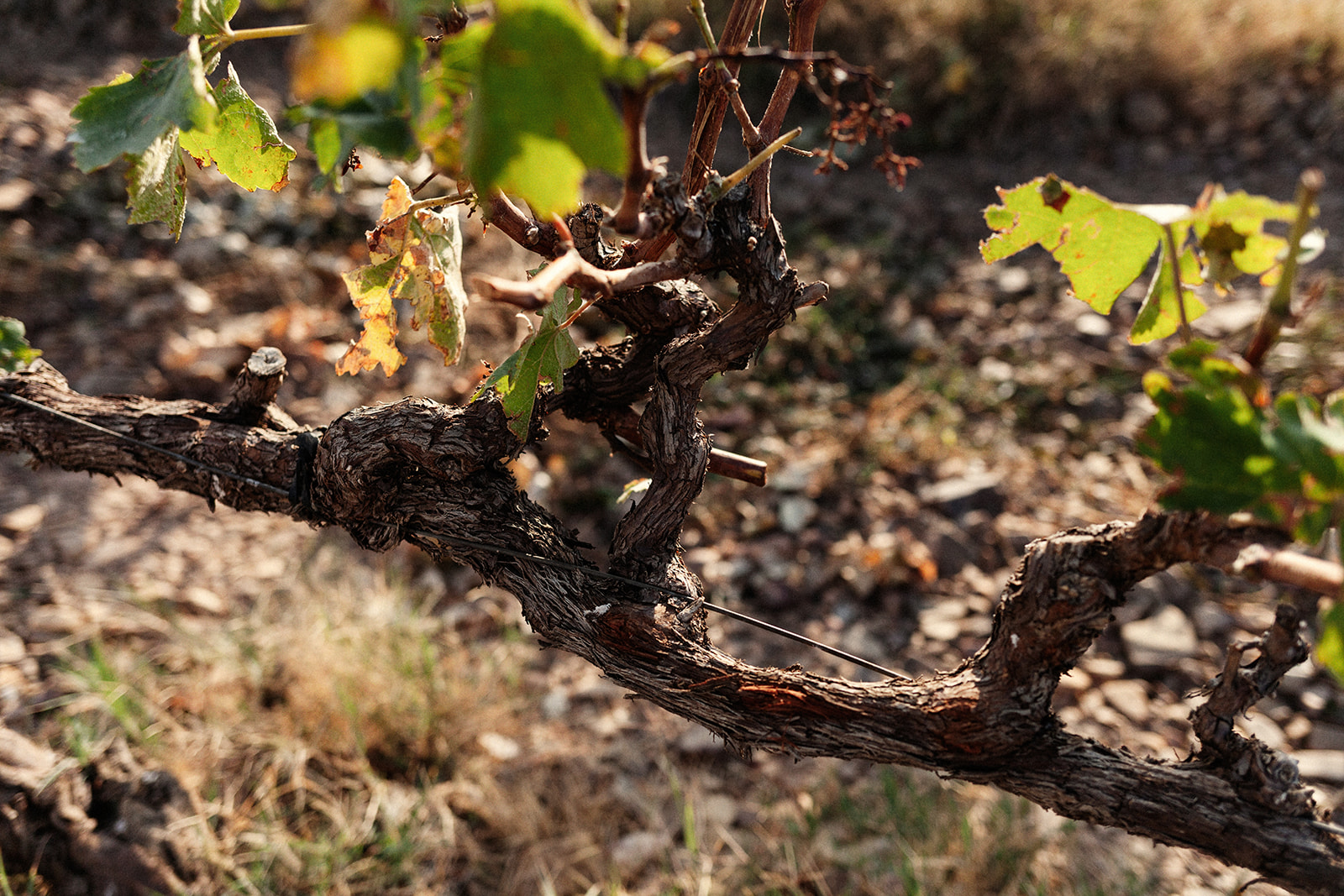 Esteban Martín - Bodegas y Viñedos D.O.P. Cariñena
